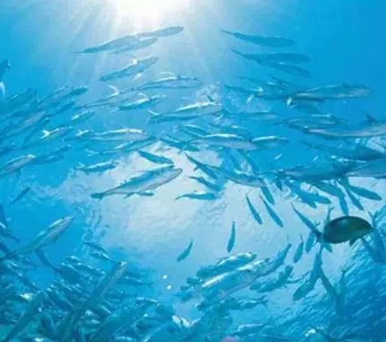 美食游之 海南最全的海鮮吃貨攻略,一年四季海南海鮮攻略，各種時令海貨的最佳食用時間攻略